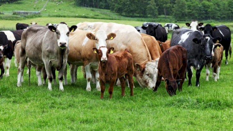    Azərbaycan əti bu ölkələrdən alır -   SİYAHI