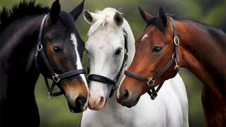 
                       “Ailəmlə at əti yemək istəyirəm, mənə kim qadağa qoyur ki?”                   