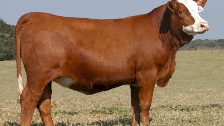    Ətin qiyməti ilə bağlı   ŞAD XƏBƏR