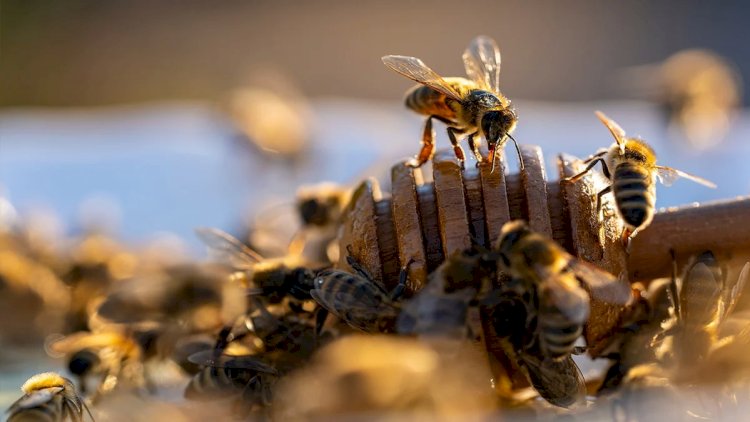    Dünyanın taleyi arılardan asılıdır – Alimlər HƏYƏCAN TƏBİLİ çalır   