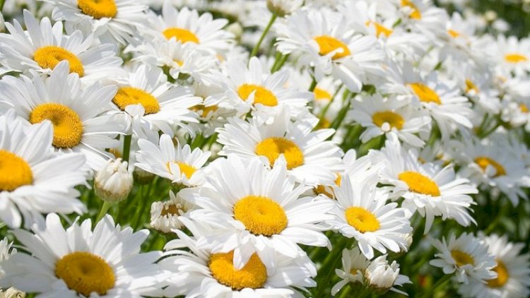    “Çoban yastığı deyirik! Ee? Nəyə gülək?” -   VİDEO