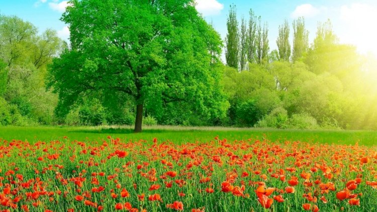    Mayda hava necə olacaq? -   PROQNOZ