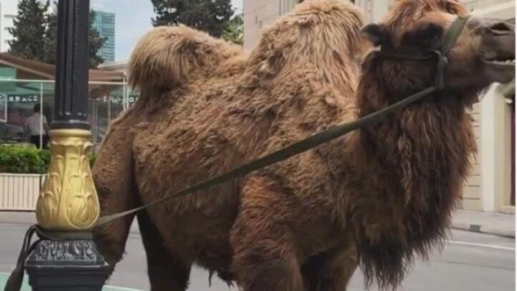    Bakının mərkəzində şok görüntü:   Rəsmi qurum hərəkətə keçdi