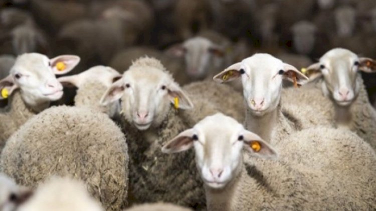    Qurban kəsmək üçün yerlərin   SİYAHISI AÇIQLANDI