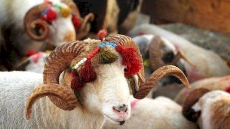    Qurbanlıq heyvanların qiyməti   AÇIQLANDI