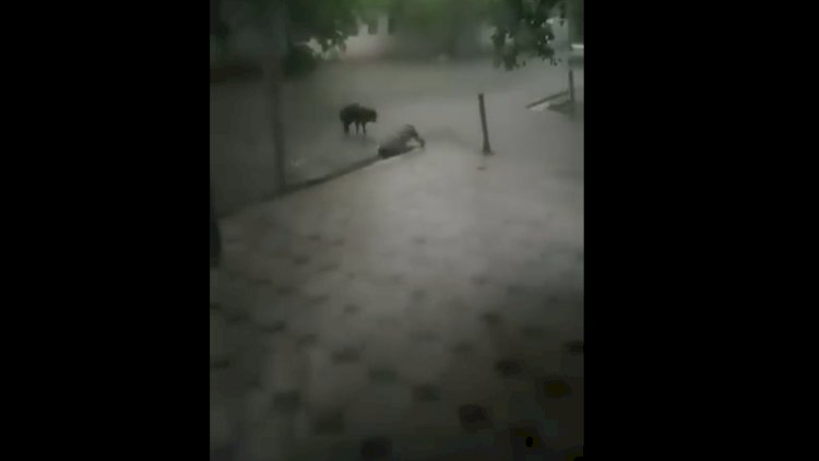    Azərbaycanda çəkilən bu görüntülər gündəm oldu   - VİDEO
