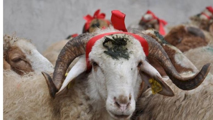   Qurban payını bu şəxslərə vermək olmaz -   XƏBƏRDARLIQ!