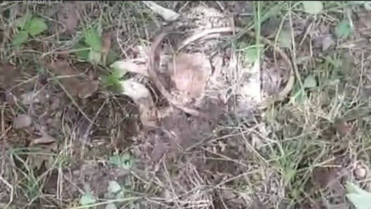    Ağdərədə insan sümükləri tapıldı   - FOTOLAR