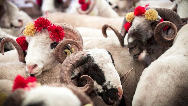    Yəhudilik və Xristianlıqda niyə Qurban Bayramı yoxdur?   