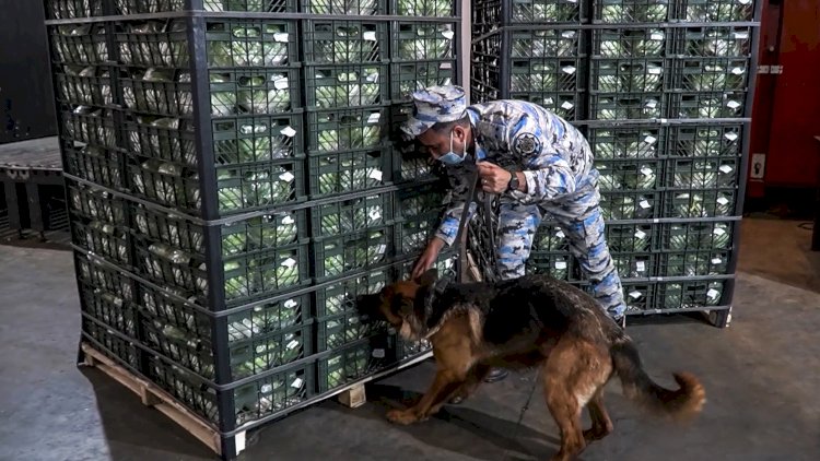    Kahı adı ilə daşınan yükdə külli miqdarda narkotik aşkarlandı   