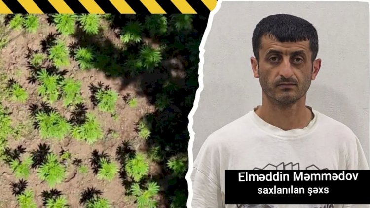    Milli Parkın ərazisində narkoplantasiya salan şəxs ələ keçdi   