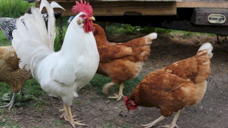    Çoxlarının bilmədiyi həqiqət: Toyuqlar uçmaq qabiliyyətini necə itirdi?   