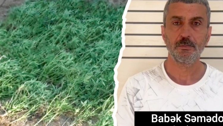    Masallıda narkotik yetişdirən şəxs həbs olundu   