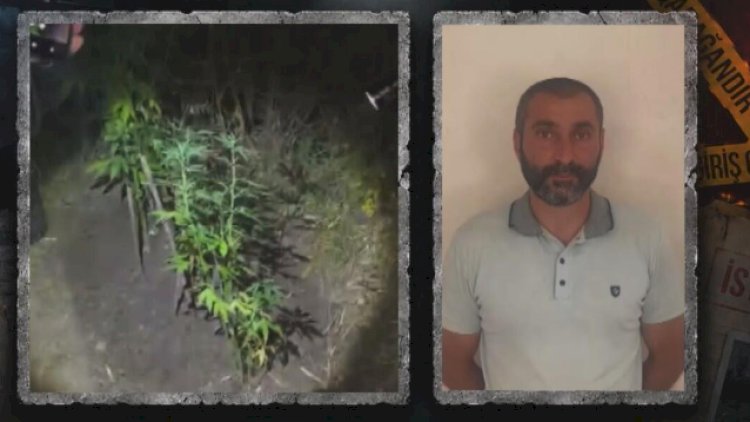   Ağsuda narkotik yetişdirən şəxs saxlanıldı   
