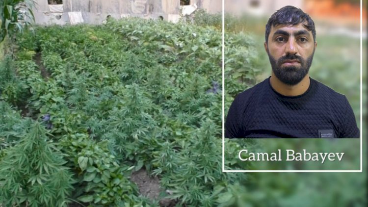    Şirvanda çətənə kolları yetişdirən səxş həbs olundu   