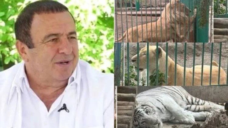    3 şir, 4 pələng... - Müxalifətçinin heyvanları zooparka təhvil verildi   
