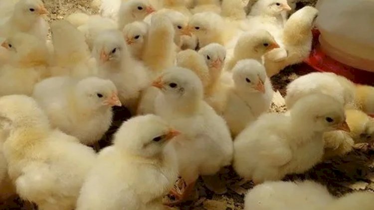   Quşçuluq sektorunda istehsal və ixrac imkanları genişlənir   