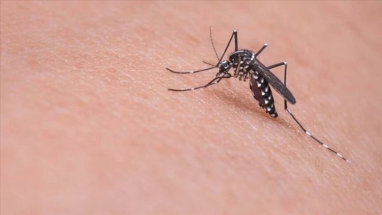    Yunanıstanda təhlükəli virus yayılır -  Həkimlər təcili tədbir istəyir   