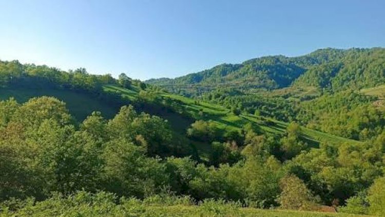   Meşədə tapılan iki meyit Lənkəranda   şok yaratdı