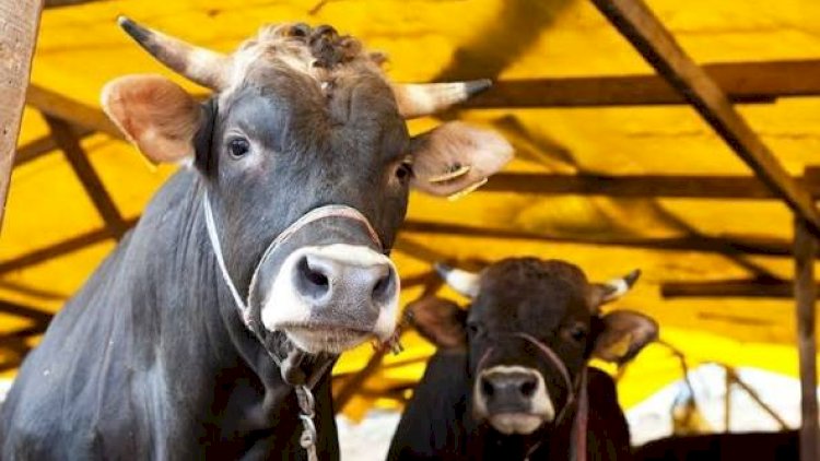    Azərbaycana mal-qara idxalı 44% artıb   