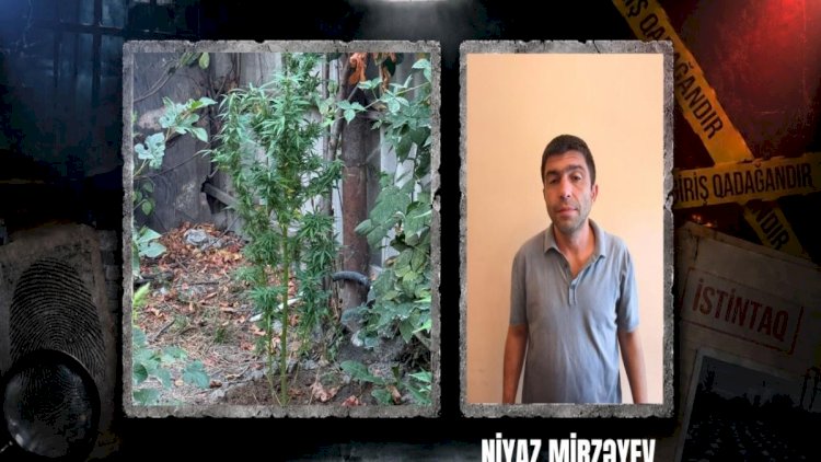    Göyçayda narkotik yetişdirən şəxs tutuldu   