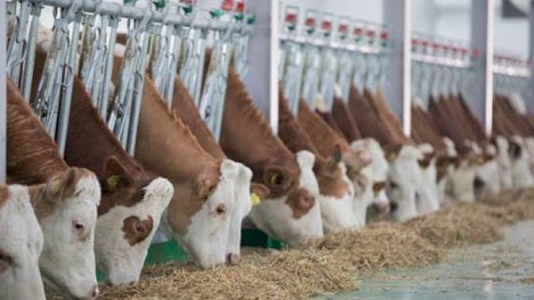    Azərbaycanda fermerlərə yeni subsidiyalar veriləcək   