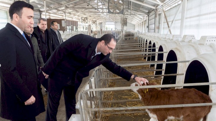    600 kiloqramlıq dana şərti kimin ağlına gəlib?   