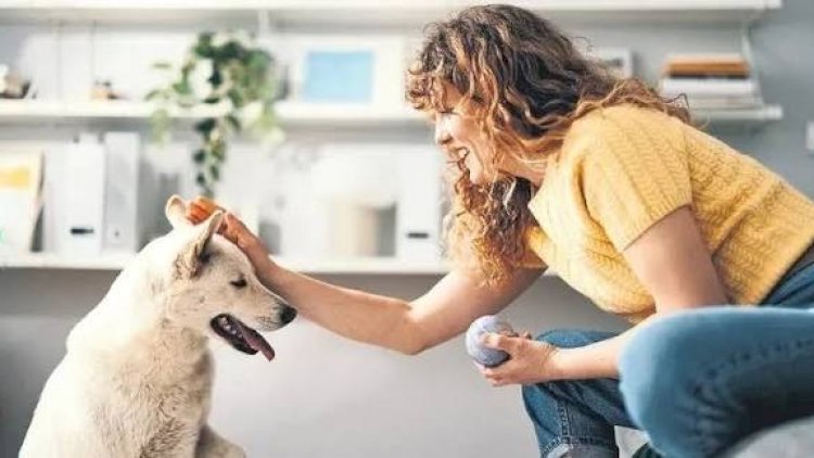    İt və pişik saxlamaq bahalaşır:   Qiymətlər niyə artır?
