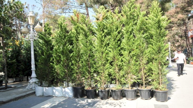    Abşeronda qurumuş ağaclar yeniləndi   