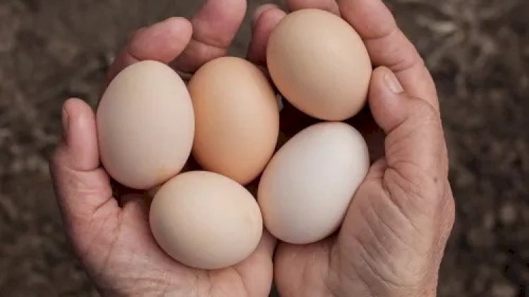    Yumurtanı kəsəndə bunu görsəniz... -   Çoxları bilmir