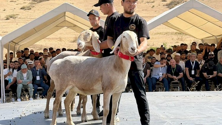    Qoçu 1 milyon dollara satdılar   