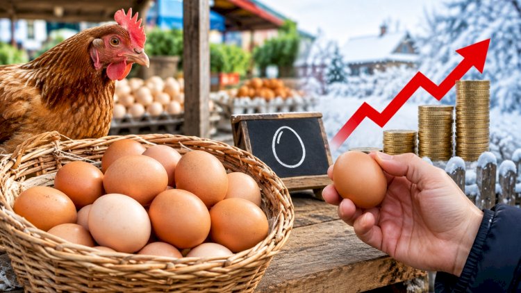   Azərbaycanda yumurta 2 DƏFƏ BAHALAŞDI – Qışda qiymətlər daha da ARTACAQ?   