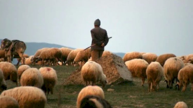    Çobanı qaytarmalıyıq - Baş nazir   