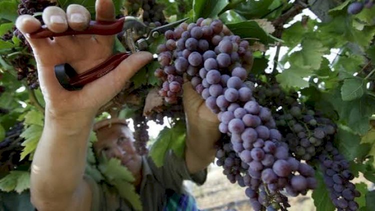    Ötən il Azərbaycandan üzüm ixracı 41,6% artıb   