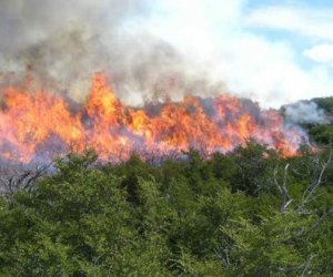    Ötən il 383 hektar meşə yanıb   